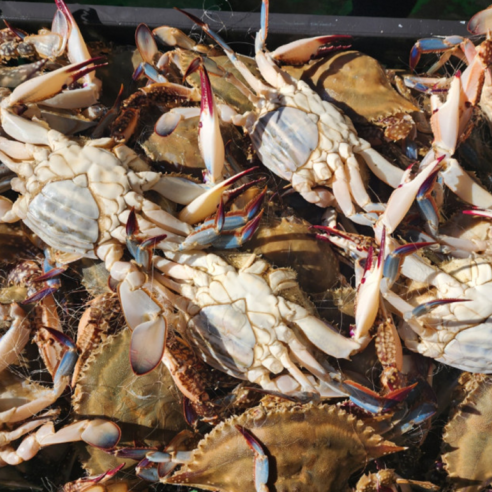 가을 제철 활꽃게 꽃게 숫꽃게 암꽃게 산지직송 당일조업 crab, 제철 특대 활 숫꽃게1kg(2-3미), 1개