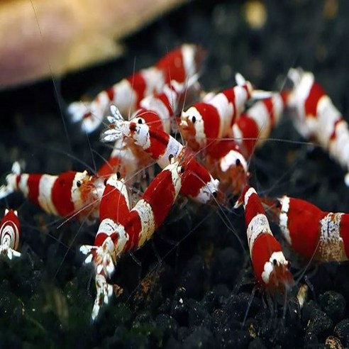 수중 정원의 루비, CRS 새우와 함께하는 아름다운 세상