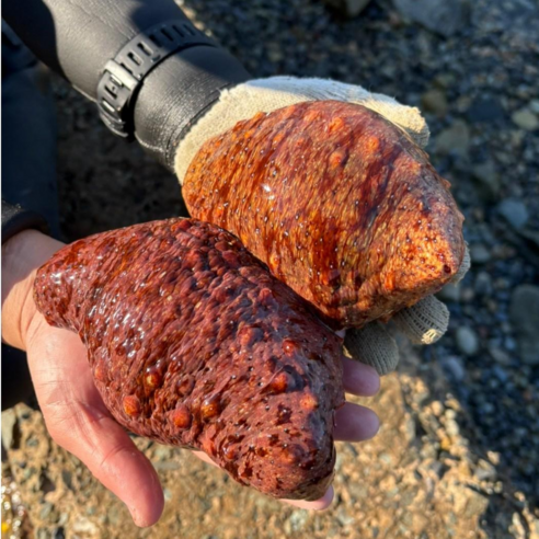 거제도의 숨결을 담은 붉은 보석, 자연산 홍해삼과의 만남 홍해삼