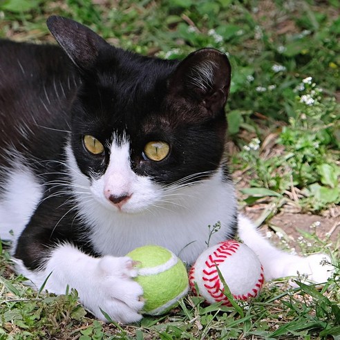 [캔따토이] 댕냥이 스페셜 100%천연 양모볼 4cm 2개SET 고양이장난감 테니스공 야구공, 베이스볼(4cm/2개세트)