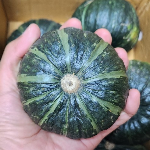 [제주 산지직송] 미니 밤호박 보우짱 단호박, 1박스, 10kg(12과~30과)