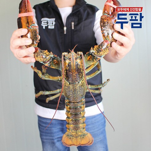 살아있는 활 랍스타 500g 1kg 바다가재, 활 랍스터 1마리 (480~520g) - 가격 변동 추적 그래프 - 역대가 살아있는 활 랍스타 500G 1Kg 바다가재, 활 랍스터 1마리 (480~520G) - 가격 변동 추적 그래프 - 역대가