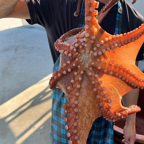 통영 자연산 돌문어, 갓 잡아 올린 신선함으로 미식 경험을 새롭게!