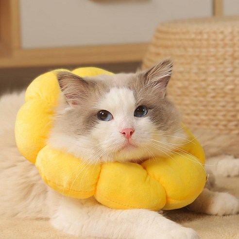 미란다 고양이 넥카라 깔대기 노랑 편안한 고양이 넥카라!