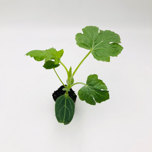 좁은 공간에서도 즐기는 달콤한 수박, 파머씨드 애플수박 모종으로 시작하세요!