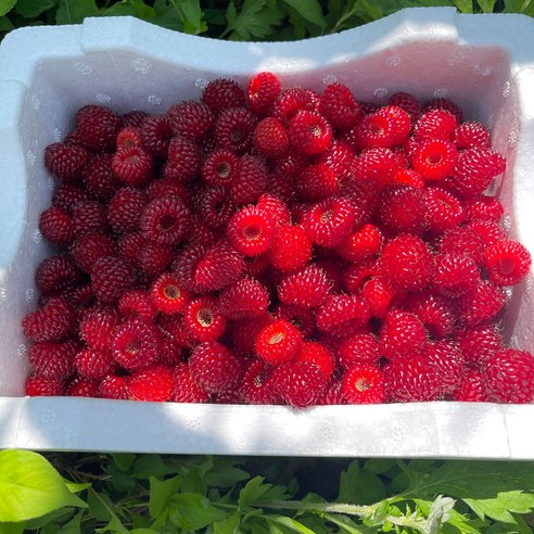 '당일수확' 산지직송' 자연산 지리산 산딸기 특최상품, 가. 1kg, 1개