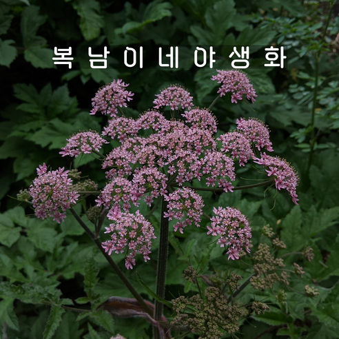 헤라클레움 핑크 [3포트 복남이네야생화 모종 반그늘식물 heracleum], 3개