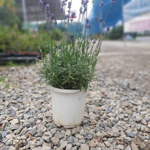 무료배송 특가! 잉글리시 라벤다 중형 25~40cm 1개 69,000원 모나라벤더