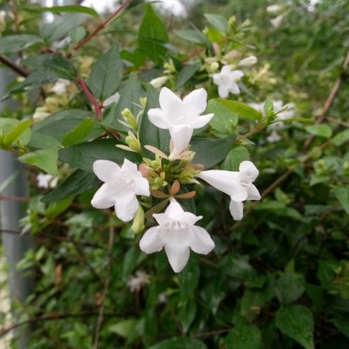 착한가격 나무생각 / 꽃댕강나무 / 1~1.2m / 분 / 10주, 주