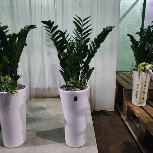 행운과 번영을 기원하는 특별한 선물, 에코플랜트 금전수 화분