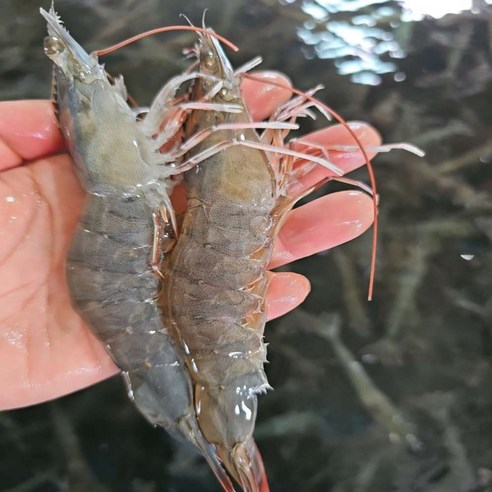 횟감 노지새우(흰다리새우) 바다꼭대기 500g, 1개