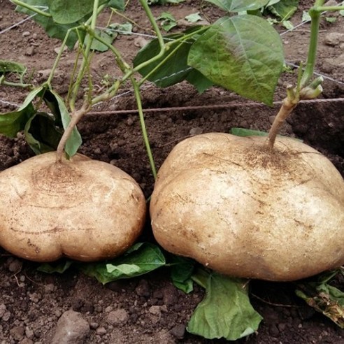 국내산 못난이 히카마감자 멕시코 얌빈 감자, 1박스, 히카마감자 4.5kg