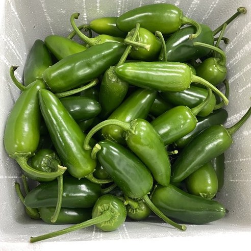 매운맛 10kg 장아찌용 피클 생 할라피뇨고추 퍼펙트 직접재배 5kg 3kg 2kg 1kg, 1개