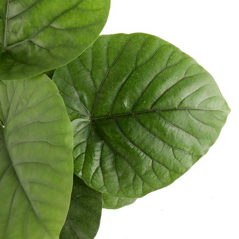 식물 초보도 OK! 갑조네 휘커스 움베르타로 휑한 방에 생기를 불어넣으세요.