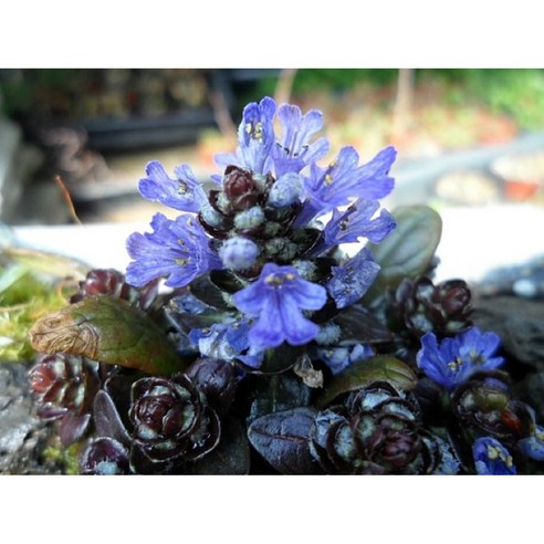 삭막한 베란다에 생기를 불어넣는 마법, 애기아주가 서양조개나물 아주가