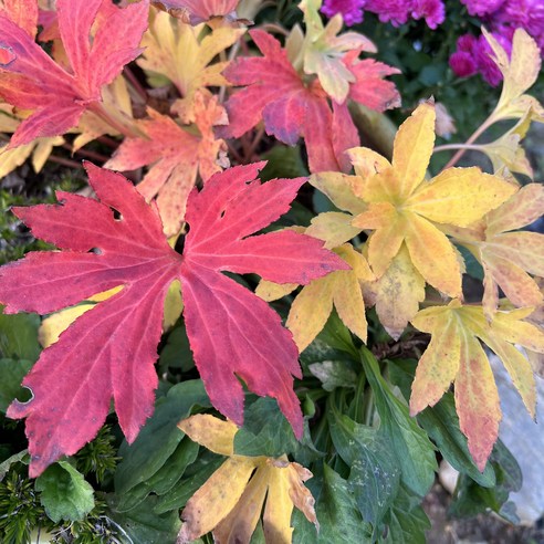 돌단풍 하나로 완성하는 나만의 작은 정원