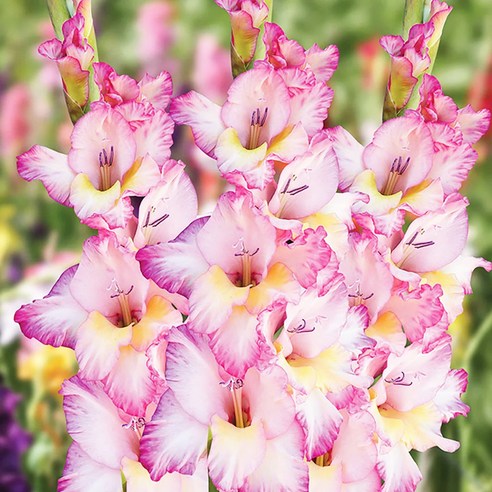 글라디올러스로 삭막한 베란다 정원을 화려하게 변신시키는 마법