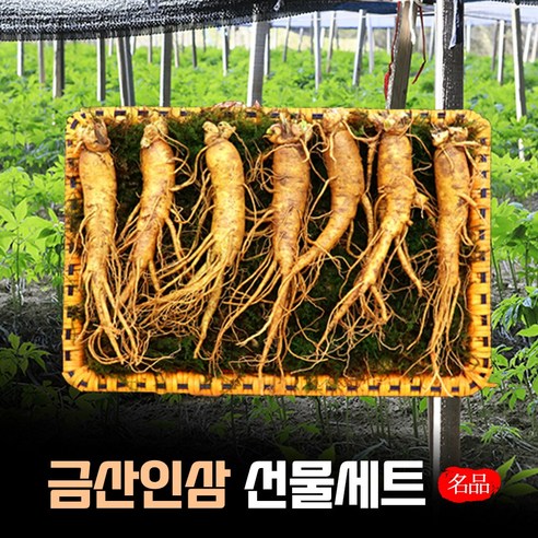 [기력회복선물] 금산 수삼 선물세트 수삼세트 4년근 6년근 난발삼  6년근선물용 특대 파삼 가정용 6년근인삼 인삼 설 명절 선물 리뷰후기