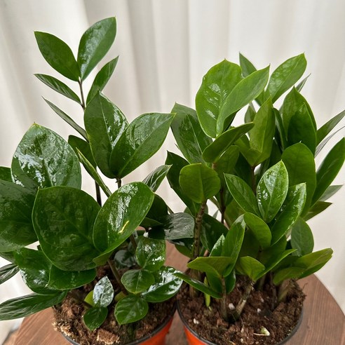 일상에 생기를, 금전운까지 더하는 마법같은 금전수