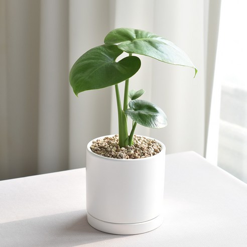 깨끗한 공기와 세련된 인테리어를 한 번에