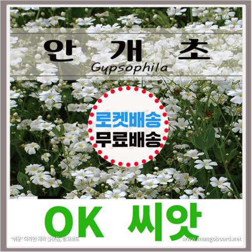 [OK씨앗] [안개초] 안개초꽃씨앗 종자(오케이씨앗), 4g