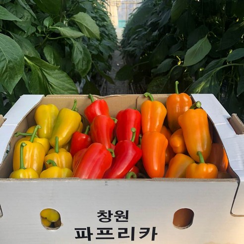 산지직송 라온 미니파프리카 2kg, 1개