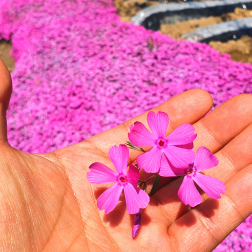 [OKㅣ강추] 꽃의 매력을 품은 조경 잔디: 꽃잔디 분홍 진분홍 [OKNOWㅣ추천상품]