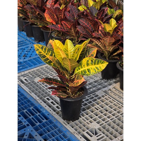 크로톤 하나로 완성하는 싱그러운 변화!