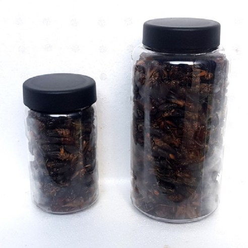 귀뚜라미, 고단백 자연 식단으로 거북이의 건강을 책임지다 냉동귀뚜라미