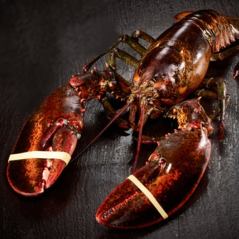 푸릇푸릇 활 랍스터 랍스타 바닷가재 버터구이 요리 용 lobster 캐나다 자숙랍스터 랍스터테일 500g 1kg, 1개, 활 랍스터 500g 1마리
