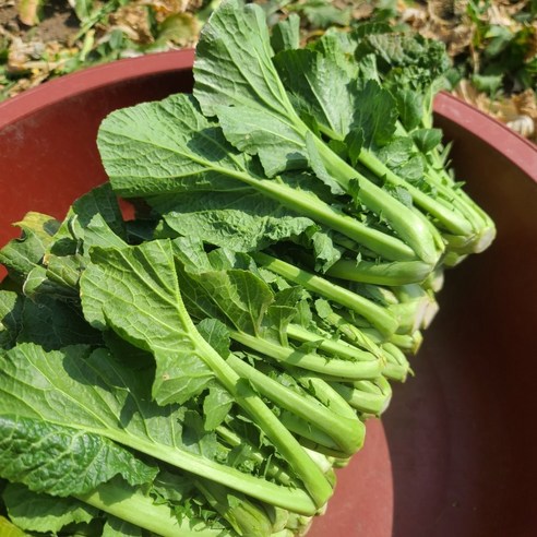 [제니네 제철과일] 여수 돌산갓 산지직송 봄갓 김치용 알싸한 향, 10kg, 1개, 10L