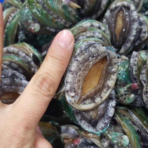 신선하고 영양가 가득한 남도전복으로 건강한 식사를 즐기세요.