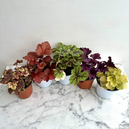 정원의 보석, 다채로운 색감으로 물드는 휴케라 이색 포트 5종 세트