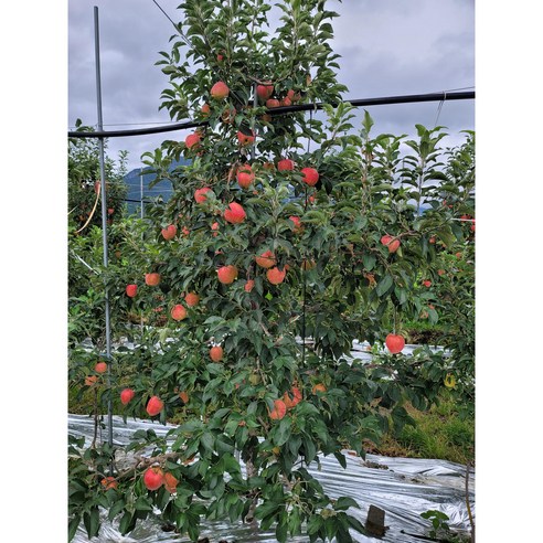 자연의 달콤함을 담은 밀양얼음골사과