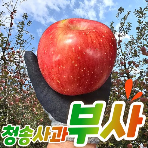 청송사과 부사 당도보장 3kg/5kg/10kg 정품 / 공품