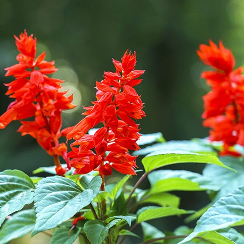 [OKㅣ강추] 청신한 공기와 화려한 색감을 더하는 모야모 깨꽃 [OKNOWㅣ추천상품]