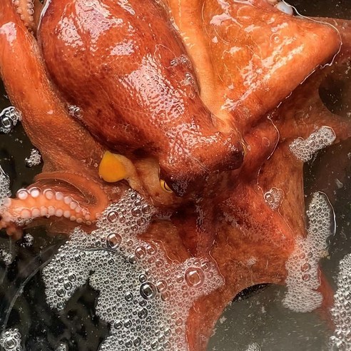 통영 산지직송, 신선하고 싱싱한 자연산 돌문어