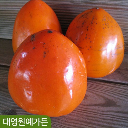 감나무 R3~4 결실주 과일나무, 대봉감 R3~4 흙분, 1개