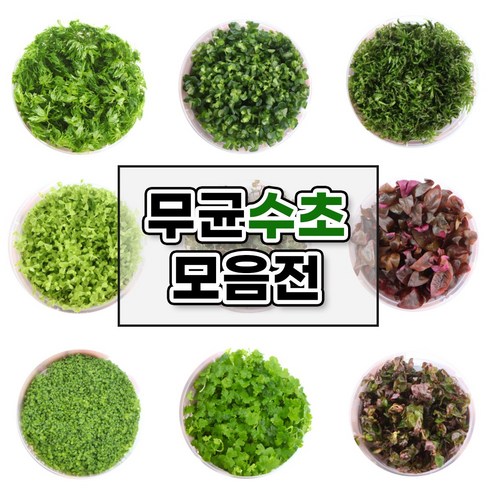 싱그러운 수중 정원을 꿈꾸다: 싱싱한 무균수초 조직배양 스트로징 레펜스로 시작하는 아름다운 수초항 무균수초