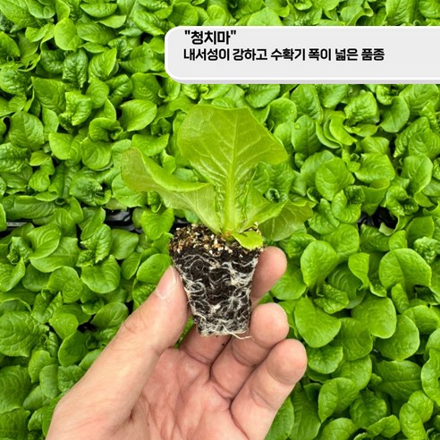 집에서 신선한 상추 키우기의 기쁨을 경험하세요.