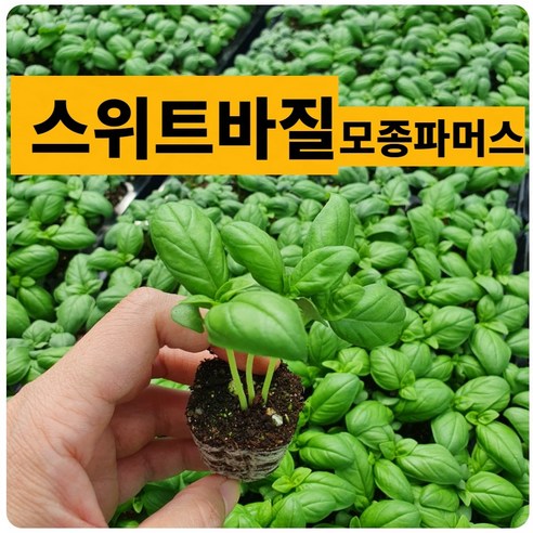 (모종뜰) 스위트바질 키우기 12개 바실 허브 모종