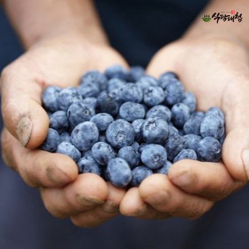 식탐대첩 국내산 프리미엄 햇 블루베리 생과 300g, 1개