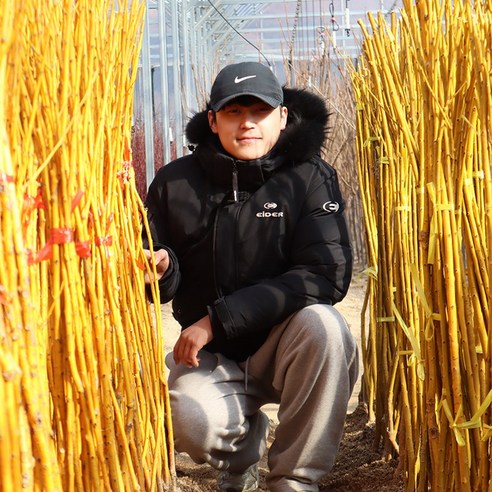 황금빛 행운을 심다: 회화나무 묘목으로 펼치는 꿈결 같은 정원 황금회화나무