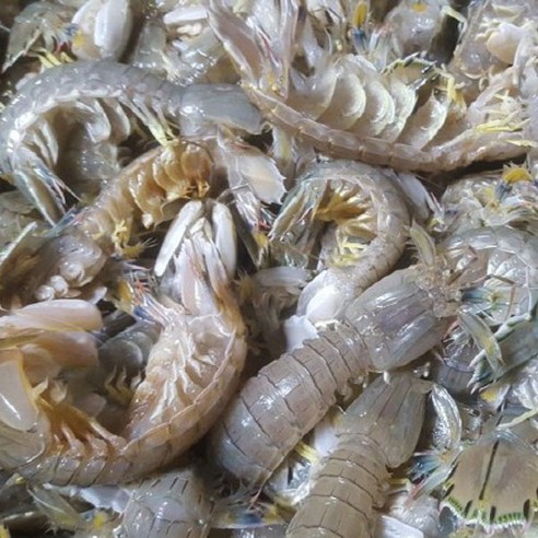 연안 활 갯가재 500g(10-20마리), 1개, 500g