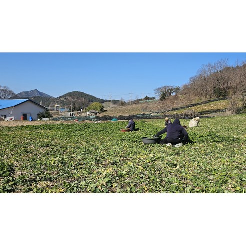 금오도의 햇살과 해풍을 담은 건강한 방풍나물