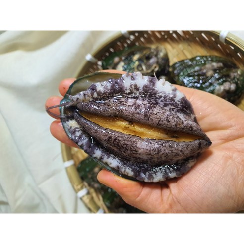 국내산 신안 완도 황제 활 전복 산소포장 특대 꼬마 1kg, 대전복(10-11미), 1개