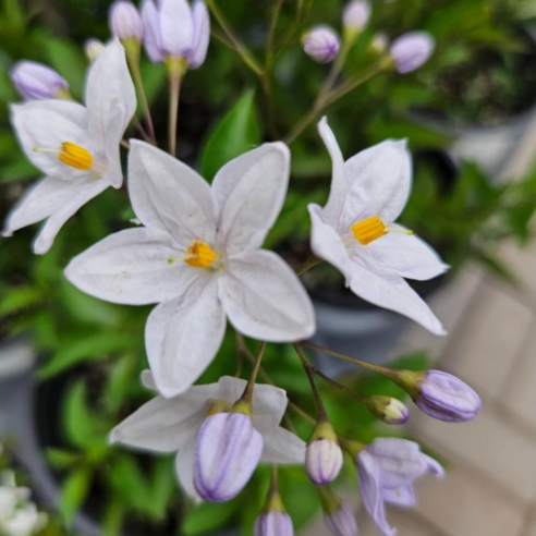 삭막한 일상에 활력을! 덩굴 식물 배풍등으로 만드는 나만의 작은 정원 노지월동야생화