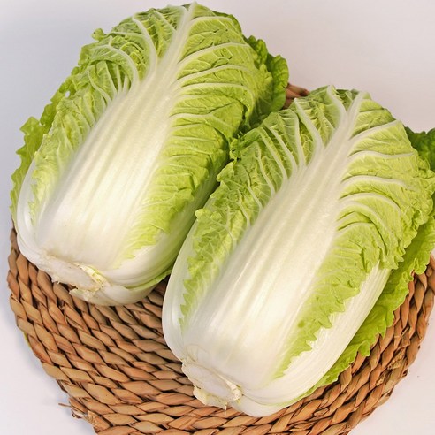 넉넉하고 신선한 농장직송 해남 알배추