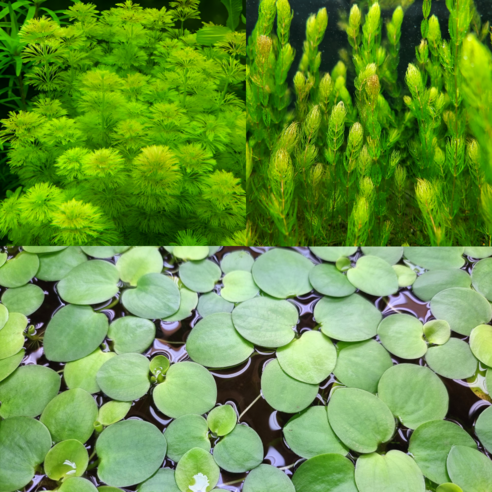 수초대부의 치어 은신처 3종 세트: 수조 속 작은 생명의 안식처 금붕어키우기