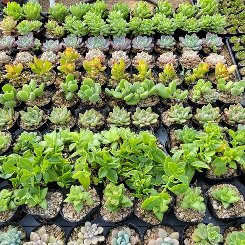 인플랜츠팜 다육24종세트는 할인가격으로 다양한 다육 식물을 포함한 100종의 반려식물로 많은 사람들에게 추천되고 있습니다.